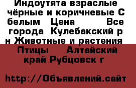 Индоутята взраслые чёрные и коричневые С белым › Цена ­ 450 - Все города, Кулебакский р-н Животные и растения » Птицы   . Алтайский край,Рубцовск г.